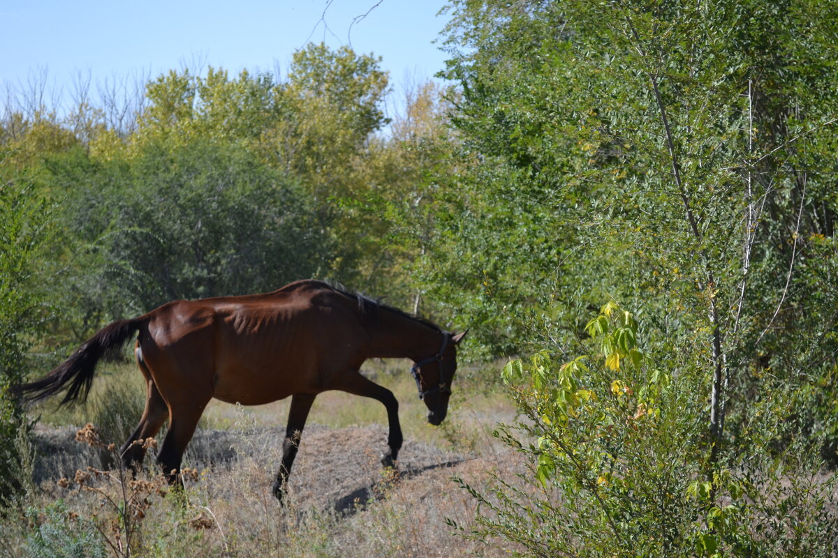 По коням... - Георгиевич 
