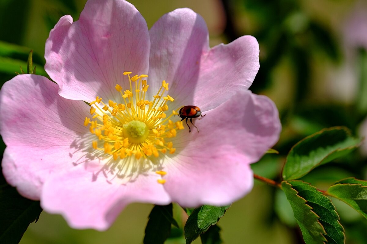 Розовый май - wea * Розовый май - wea *