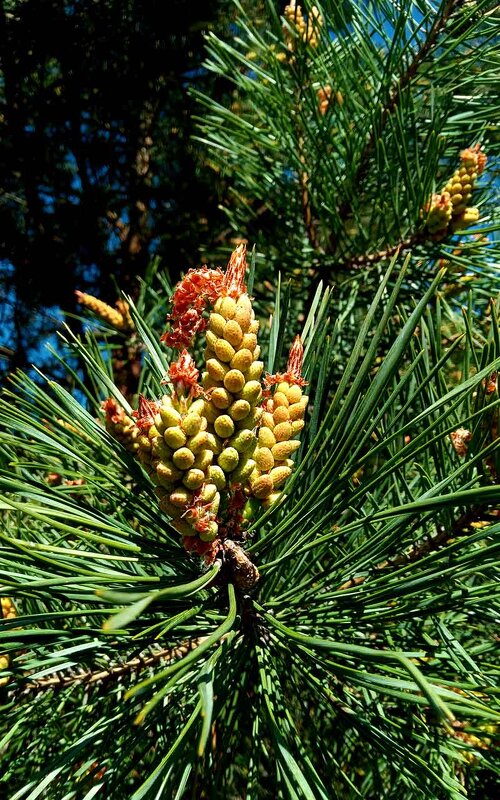 Весна. - Николай Сидаш