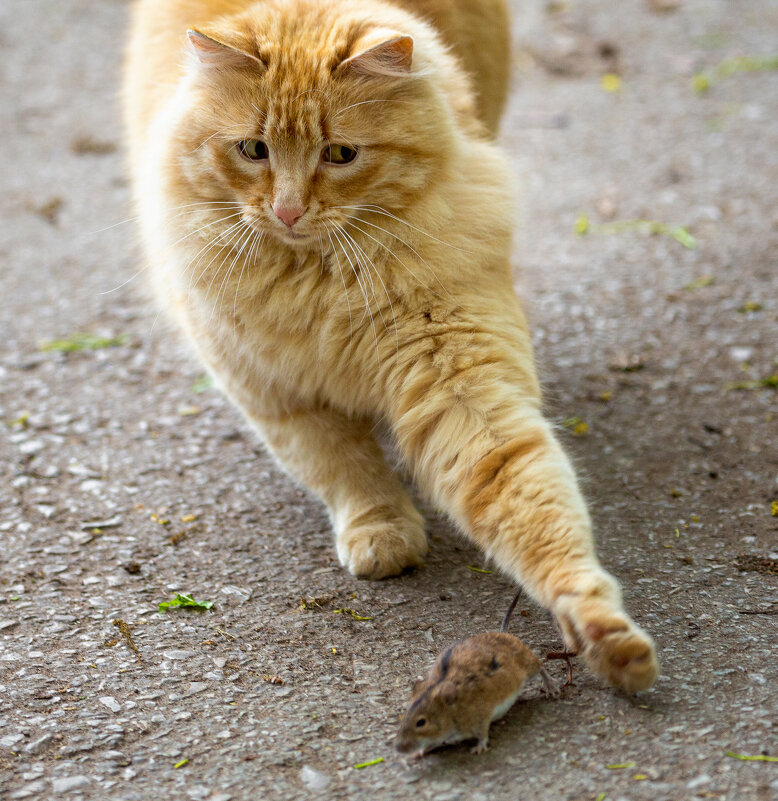 Не уходи, побудь со мной... - Елена Логачева Не уходи, побудь со мной... - Елена Логачева