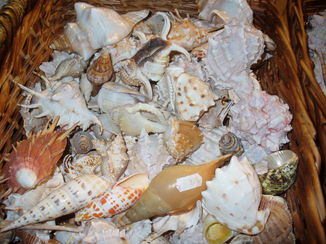 Морские дары... - Людмила Морские дары... - Людмила