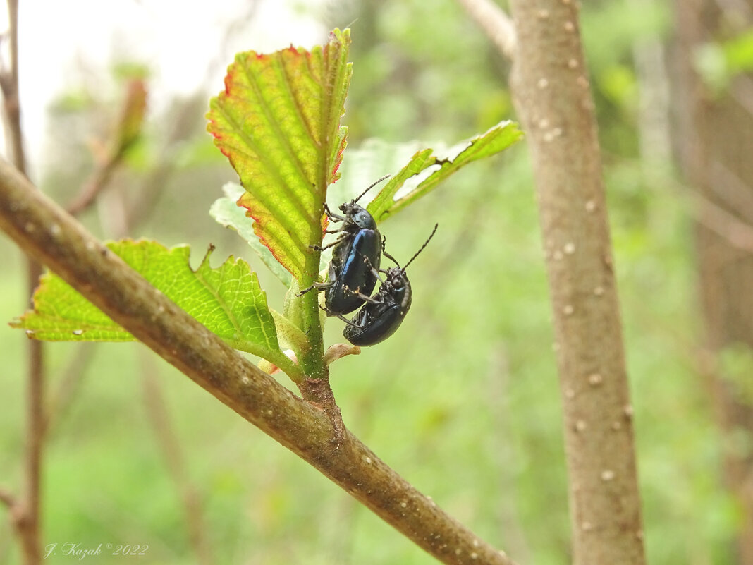 * - Елена Kазак (selena1965) * - Елена Kазак (selena1965)