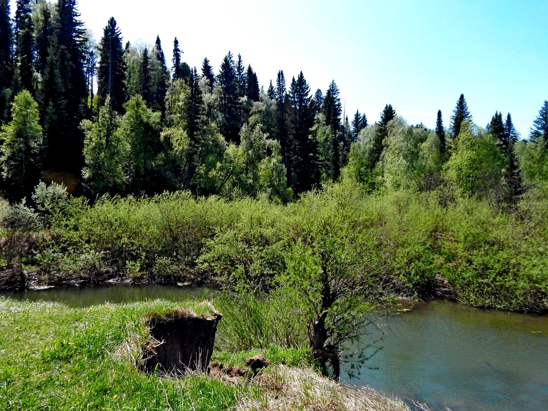 р. Чистугаш, Прокопьевский район - Дмитрий Борисов-Симагин р. Чистугаш, Прокопьевский район - Дмитрий Борисов-Симагин