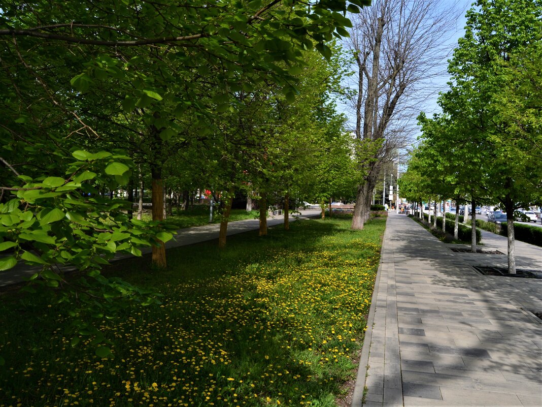 Ростов-на-Дону. Одуванчиковая лужайка Первомайского парка. - Пётр Чернега