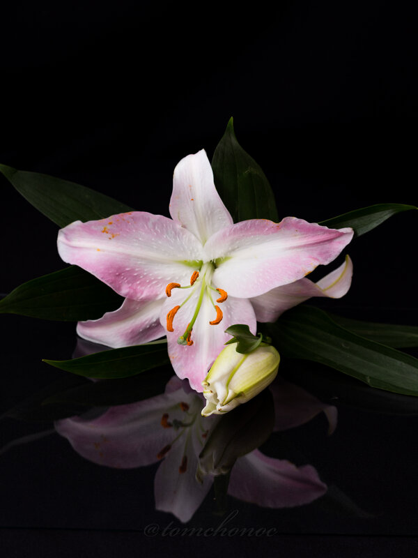 Отражение - Тамара Васильевна Отражение - Тамара Васильевна