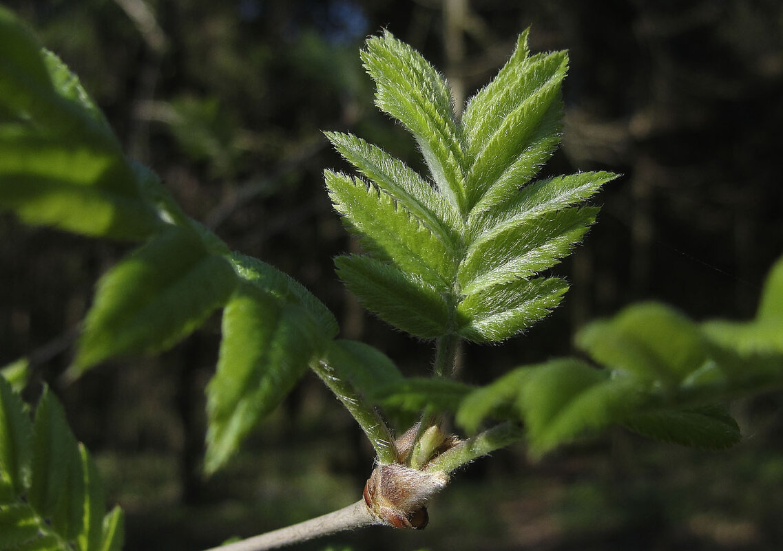 Первые - Фотолюб * Первые - Фотолюб *