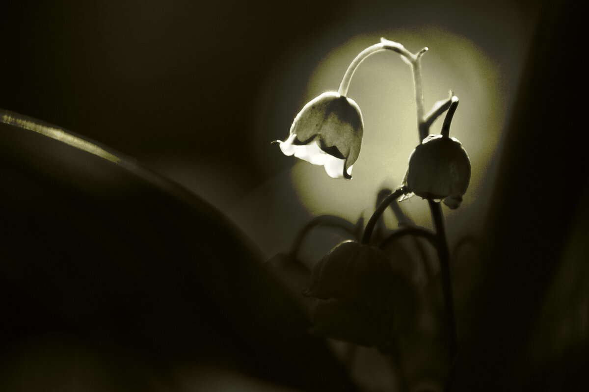 ландыш. - Дмитрий Воронин ландыш. - Дмитрий Воронин