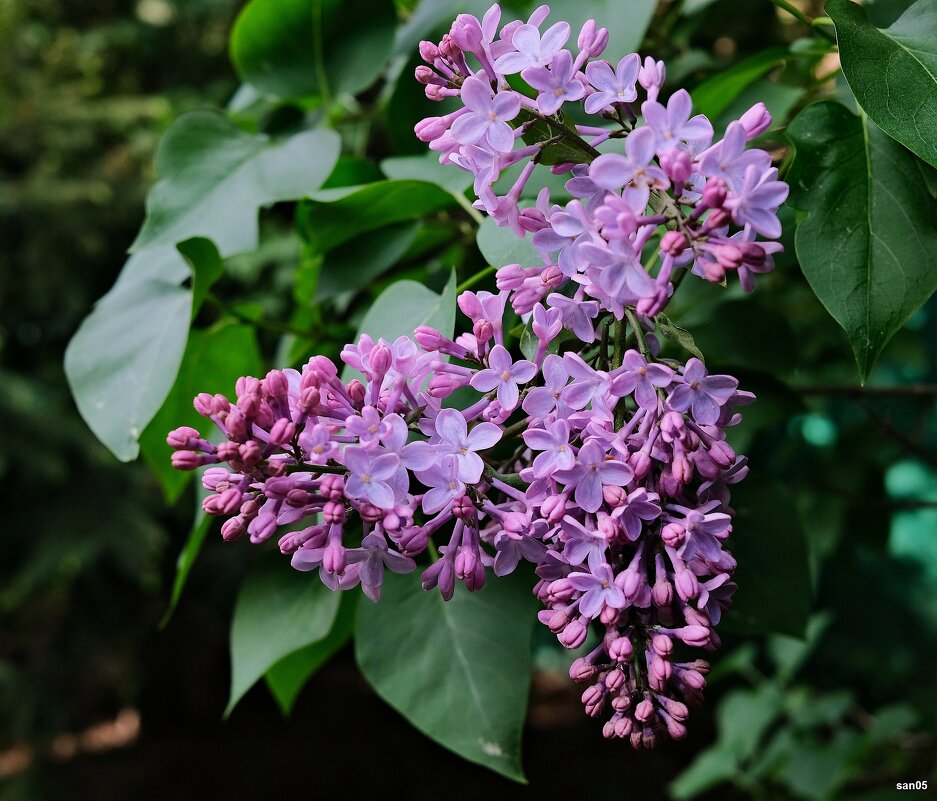 Чувствуете, как пахнет? - san05 -  Александр Савицкий