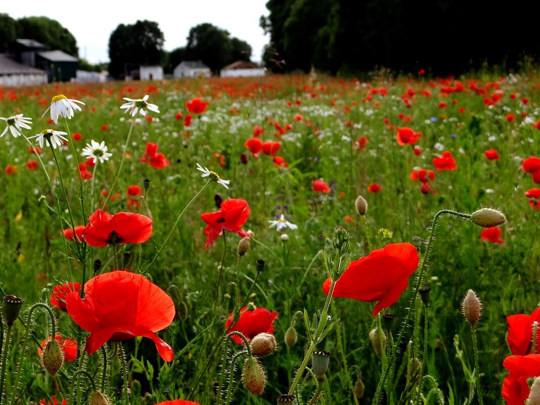 Лето - Антонина Гугаева
