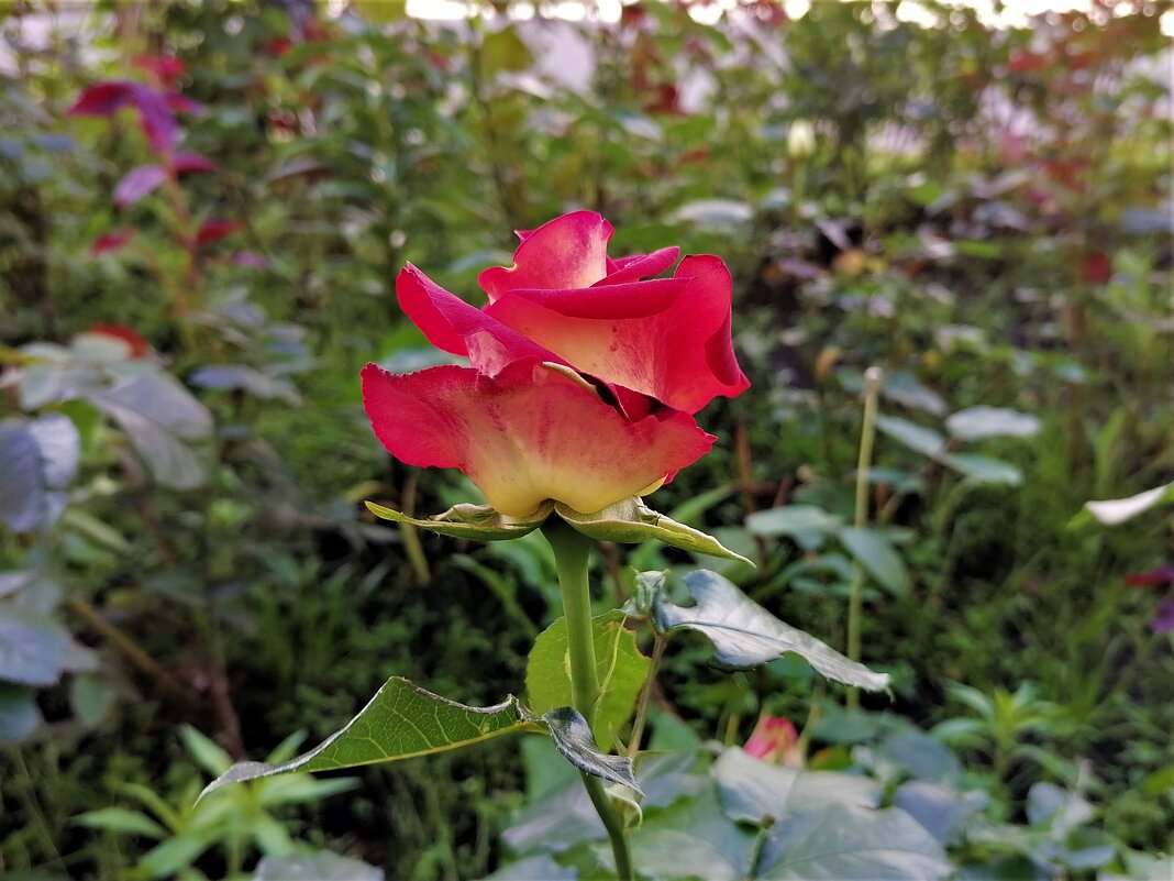 ,,, - Сергей Тимоновский ,,, - Сергей Тимоновский