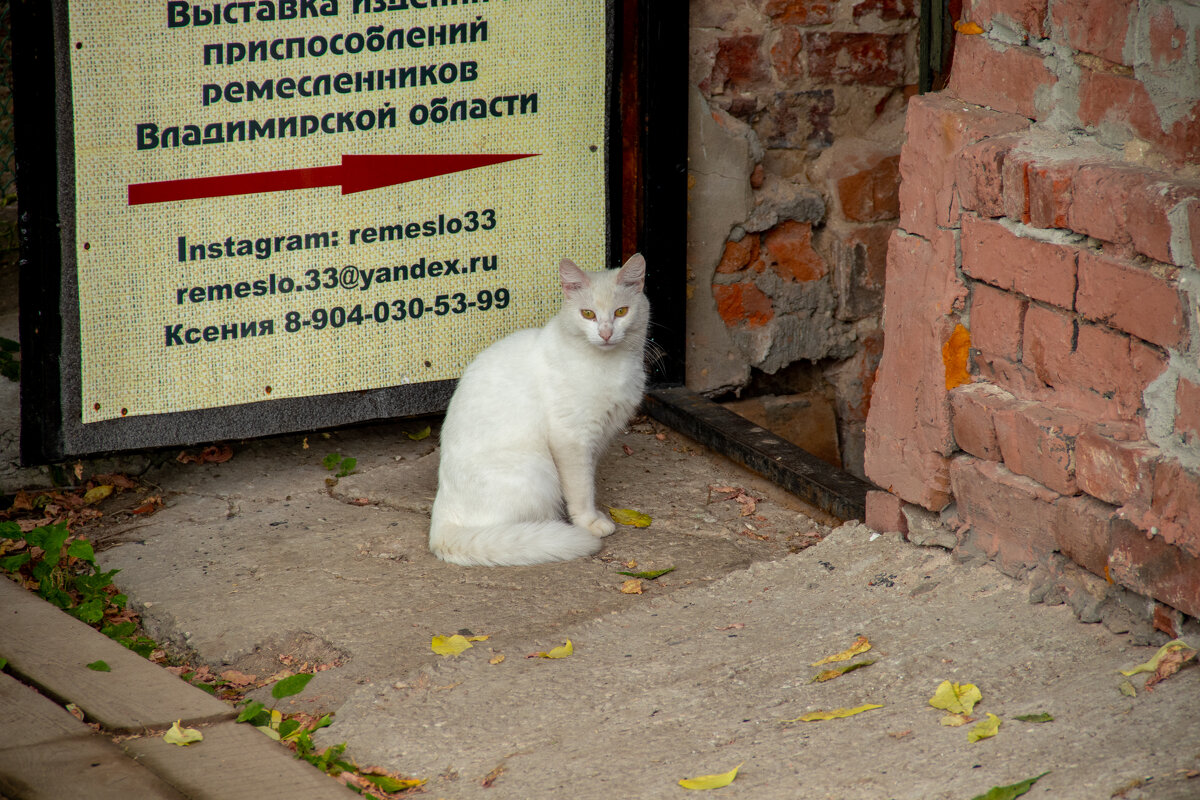 Белая котейка - Andrew 