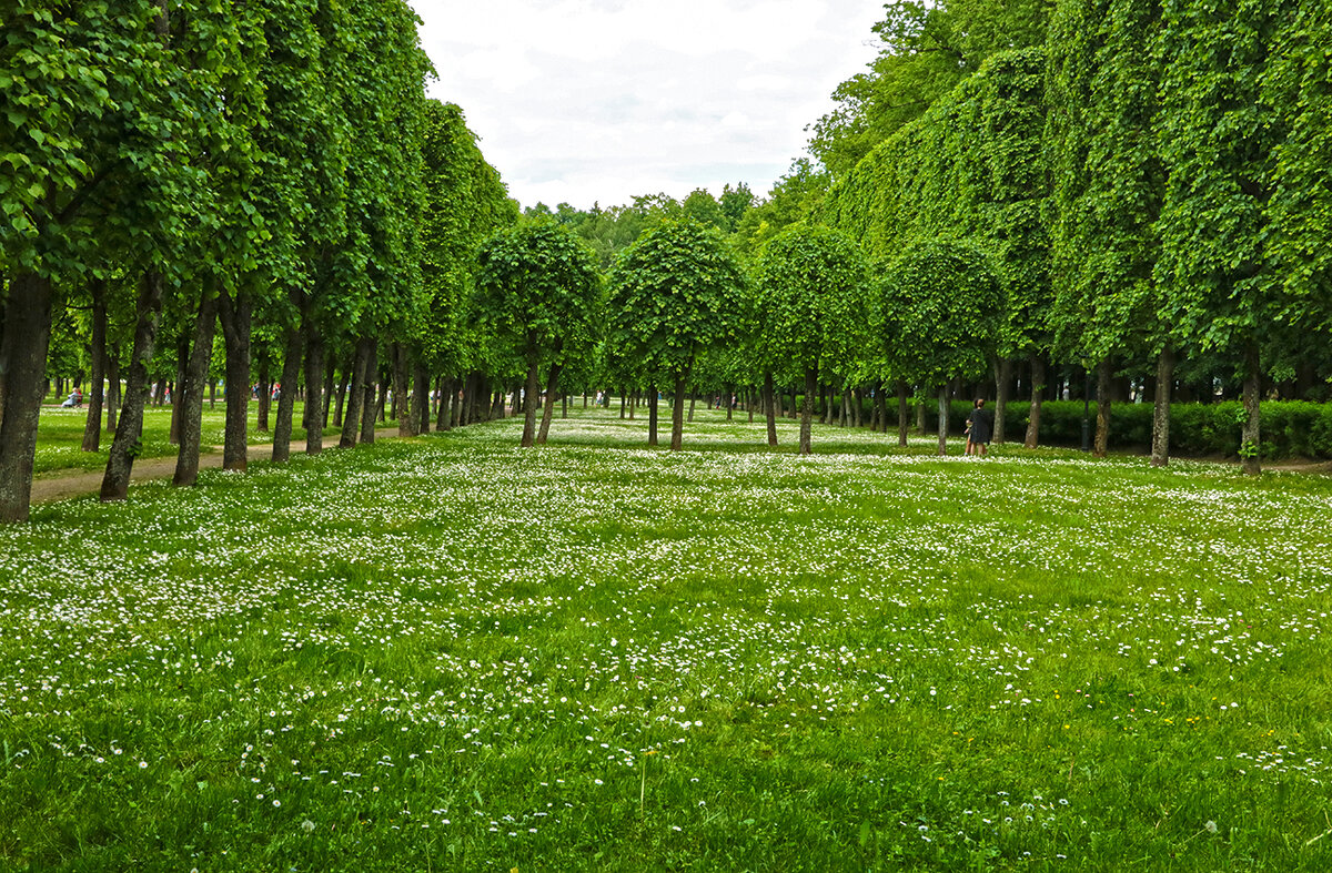 Поле маргариток - Светлана Поле маргариток - Светлана