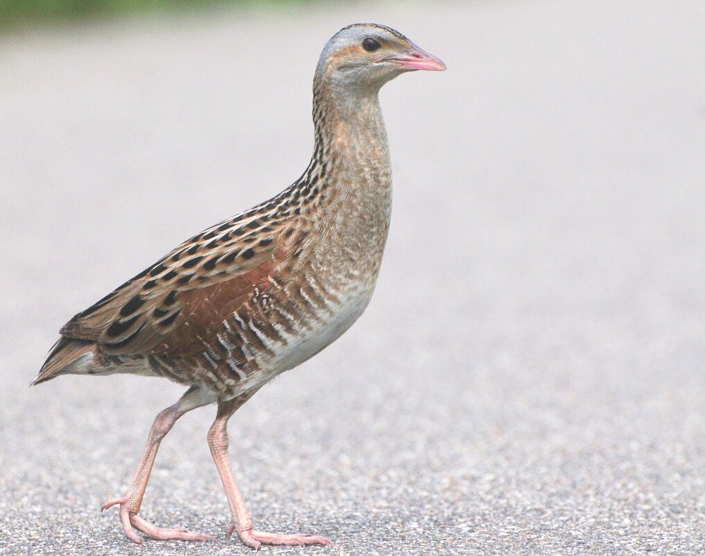 Коростель - Иван Коростель - Иван