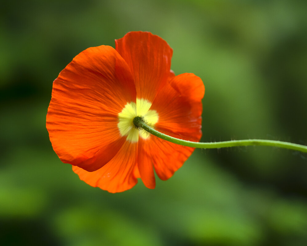 мак - Zinovi Seniak