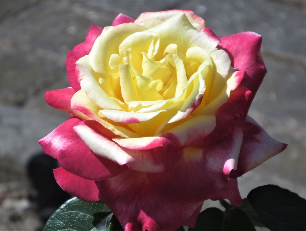 Розы... розы... - viach 