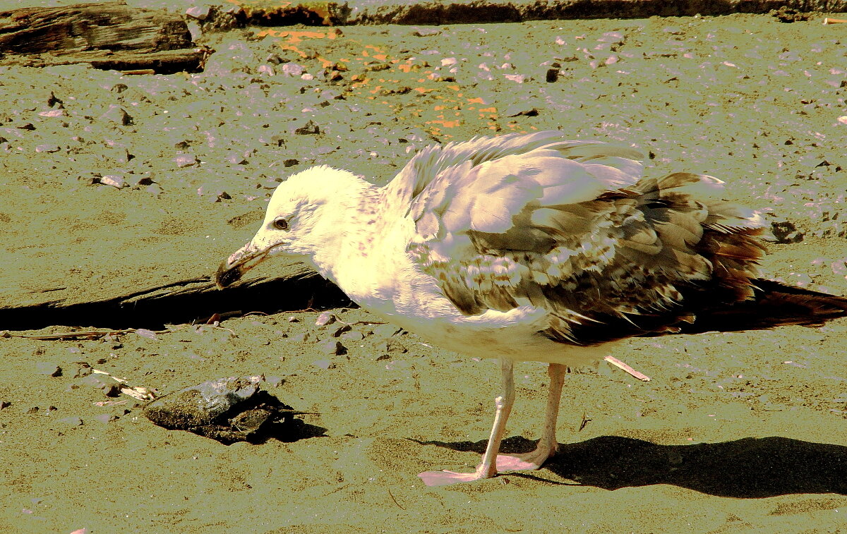 Чайка и море Италия - олег свирский Чайка и море Италия - олег свирский