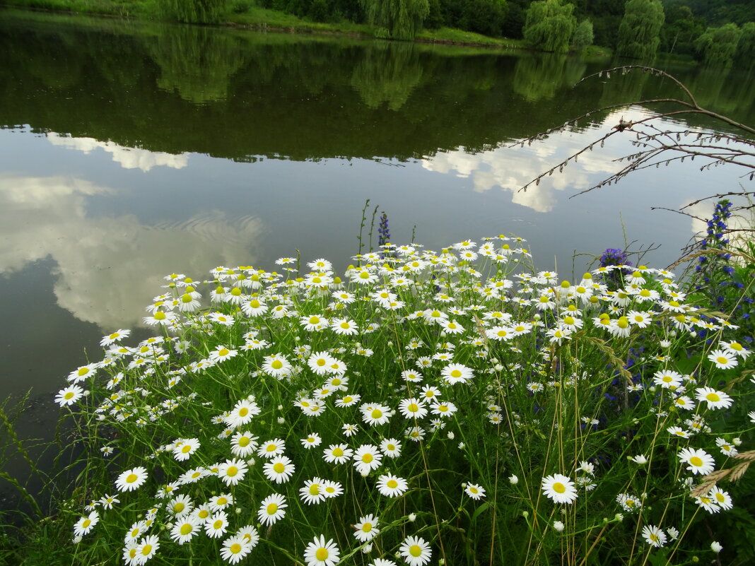 Трире́берник непаху́чий (Tripleurospermum maritimum) назва запропонована деякими дослідниками. - Ivan Vodonos