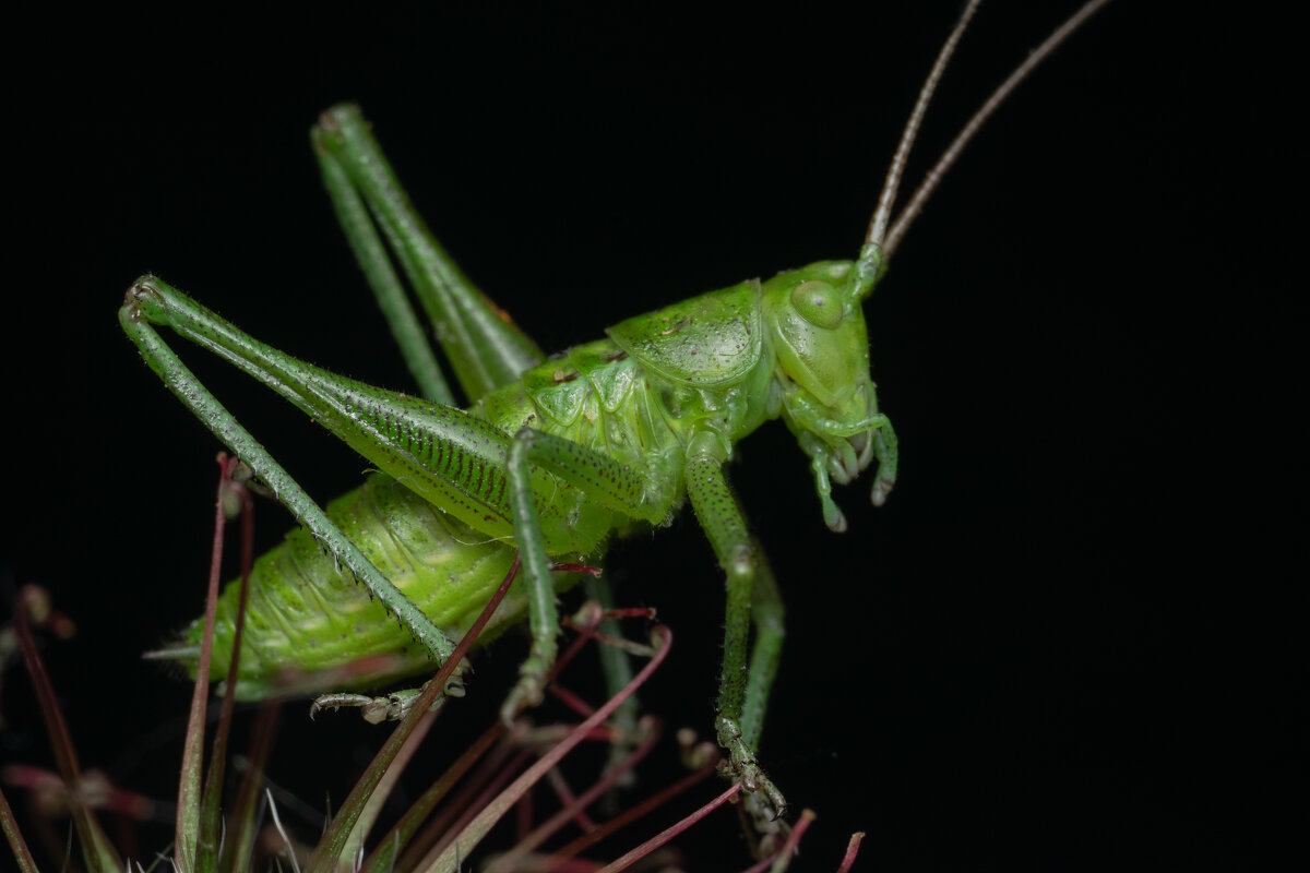 Кузнечик обыкновенный (лат. Tettigonia viridissima) - Денис Ветренко