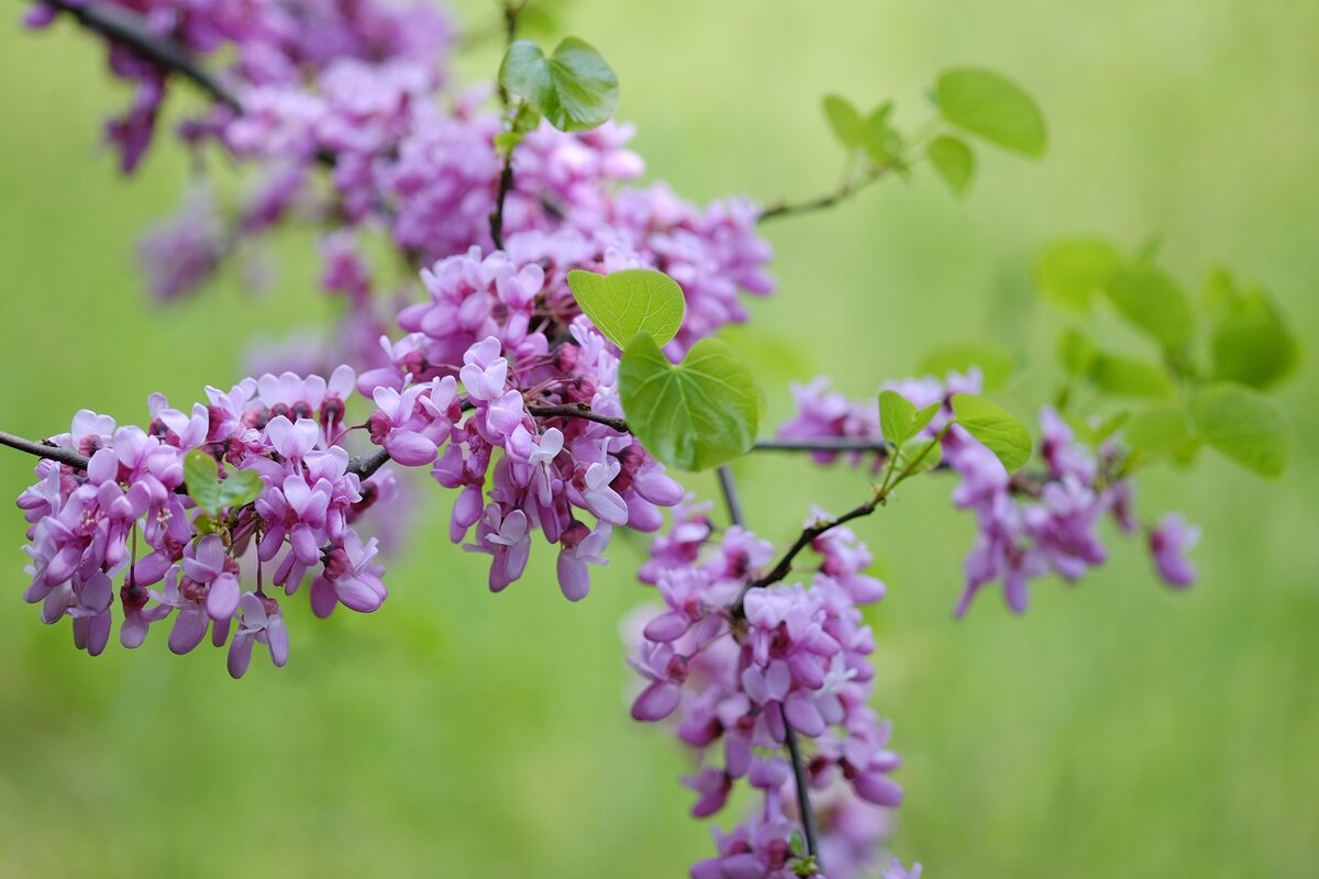 Cercis siliquastrum Церцис европейский - wea *