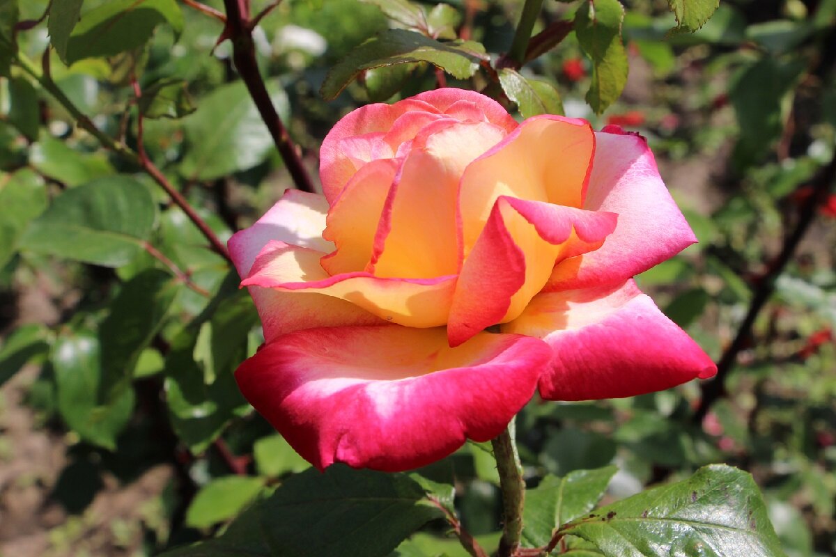 Розовый портрет - Надежд@ Шавенкова