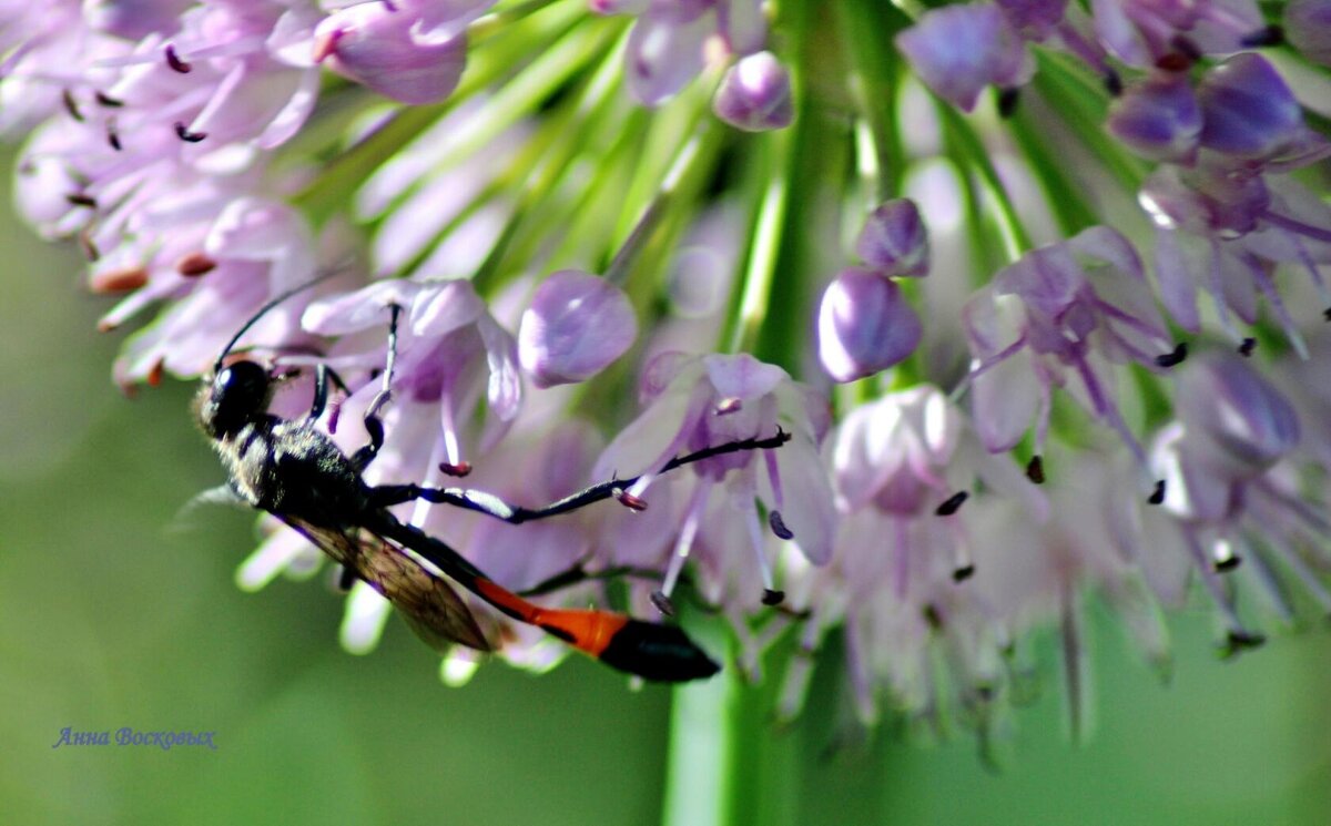 Песочная оса аммофила. - Восковых Анна Васильевна Песочная оса аммофила. - Восковых Анна Васильевна