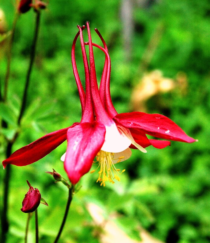 Аквилегия (водосбор) - ГЕНРИХ Аквилегия (водосбор) - ГЕНРИХ