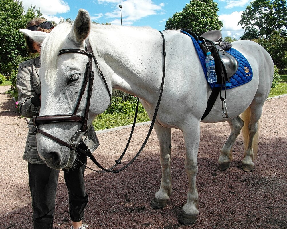 Ромашка. - Марина Харченкова