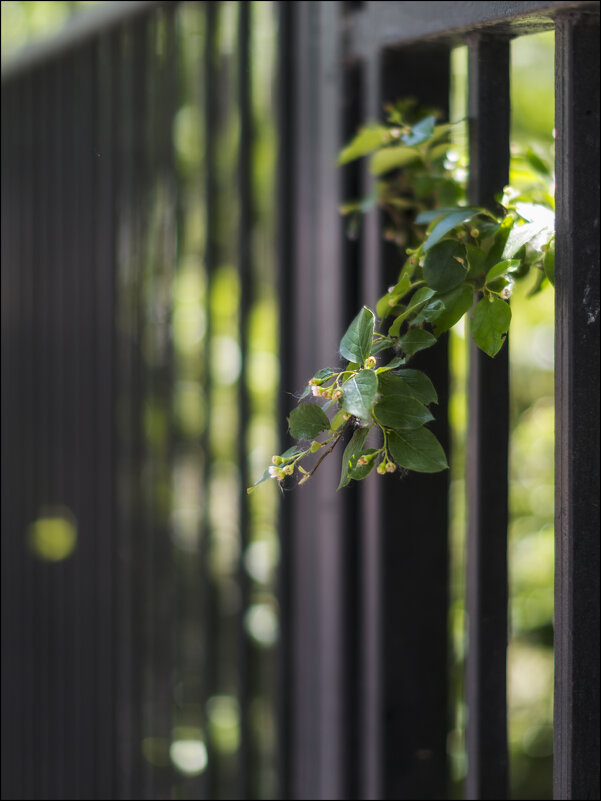 "Любопытная" ветка - Александр Тарноградский