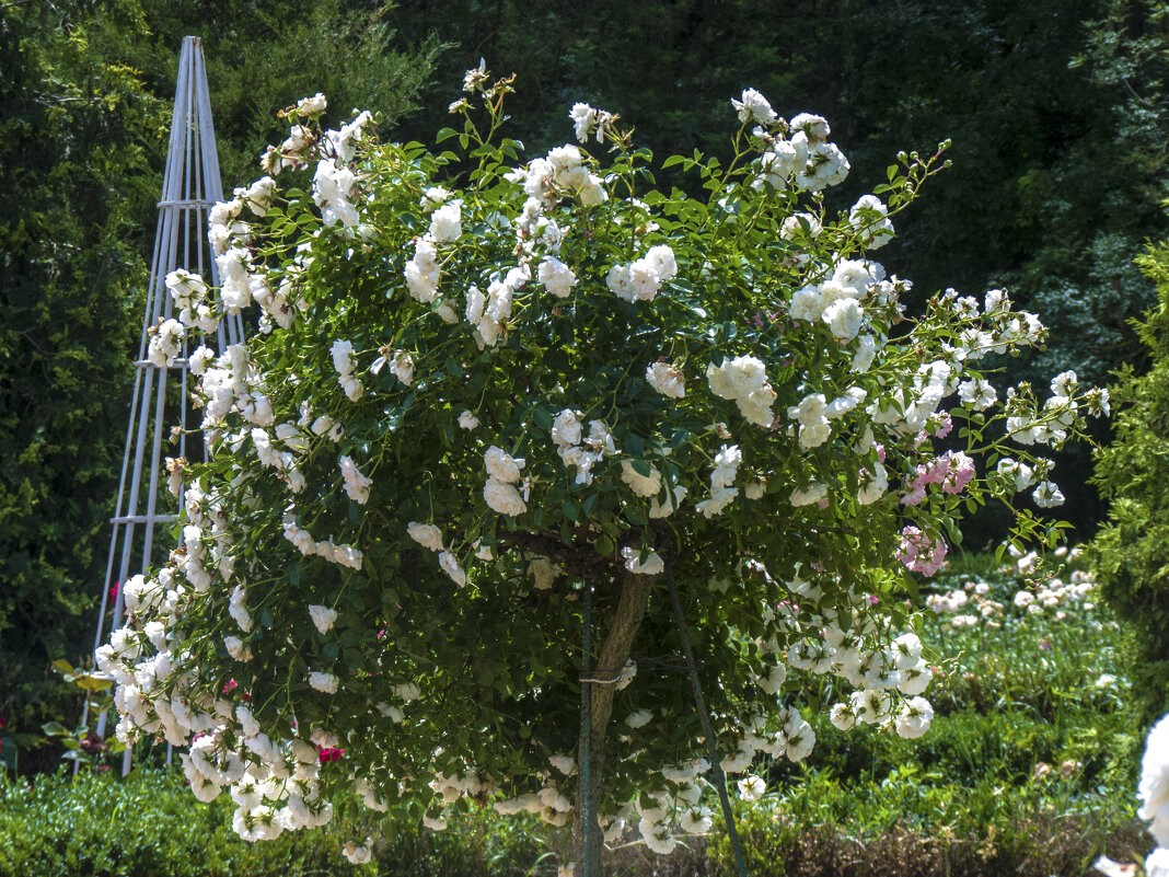 Куст белой роы - Валентин Семчишин Куст белой роы - Валентин Семчишин