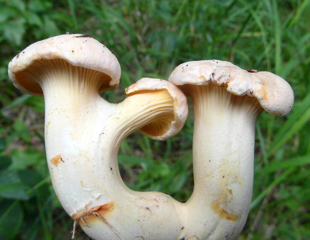 1+1=3 - nadyasilyuk Вознюк 1+1=3 - nadyasilyuk Вознюк