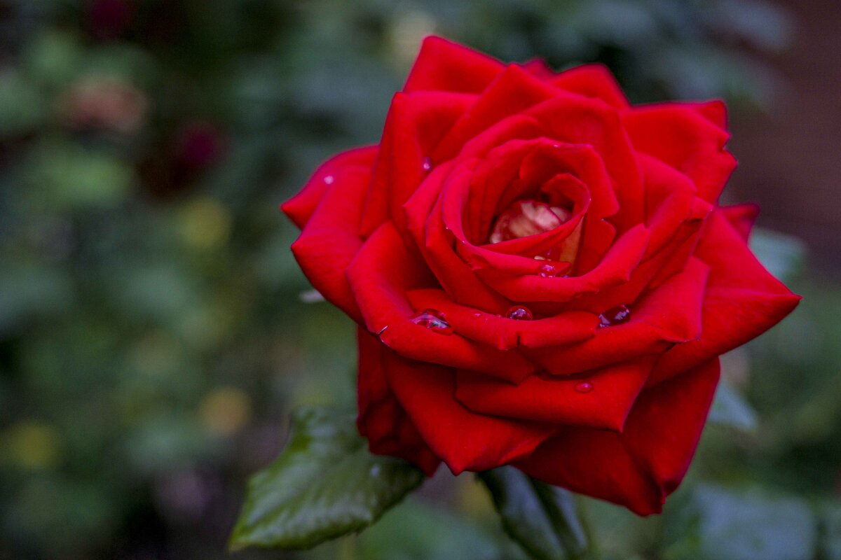 После дождя - Юрий Григорьевич Лозовой После дождя - Юрий Григорьевич Лозовой