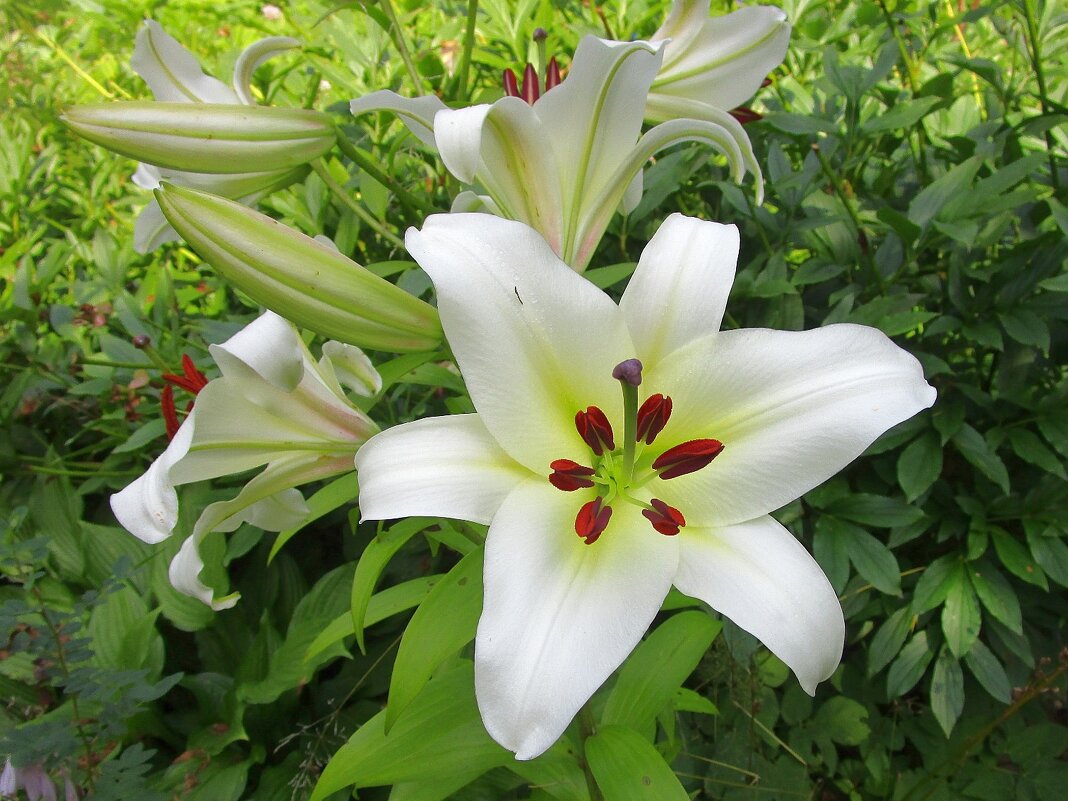 Лилии — чудесные, красивые цветы. - Ольга Довженко