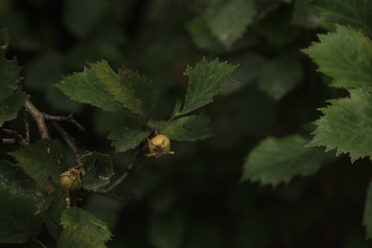 выросли крылья - Илья выросли крылья - Илья