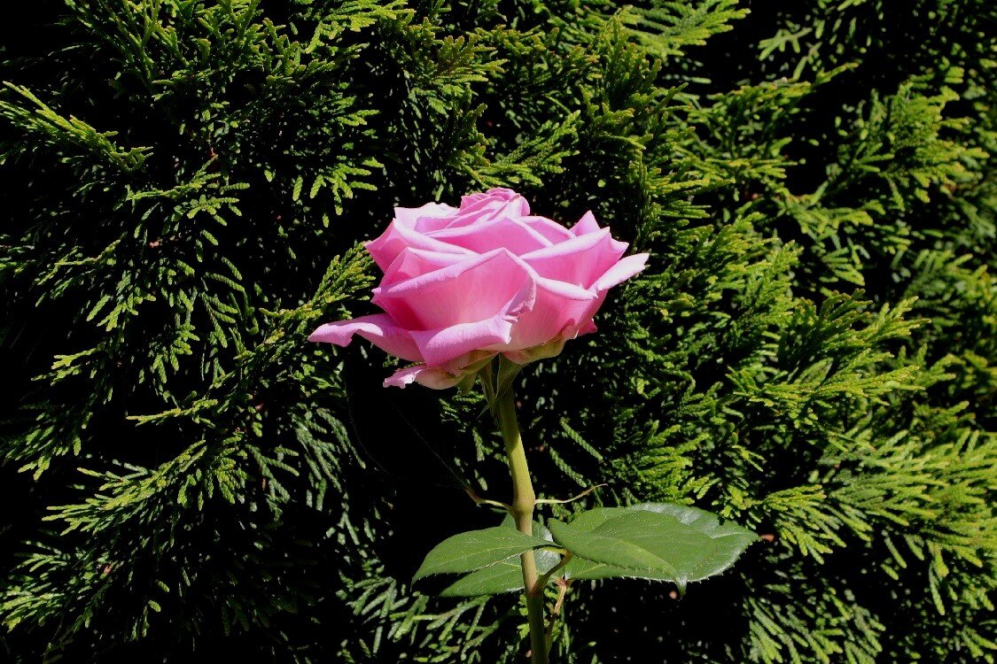 Разные в одном цвете - Надежд@ Шавенкова