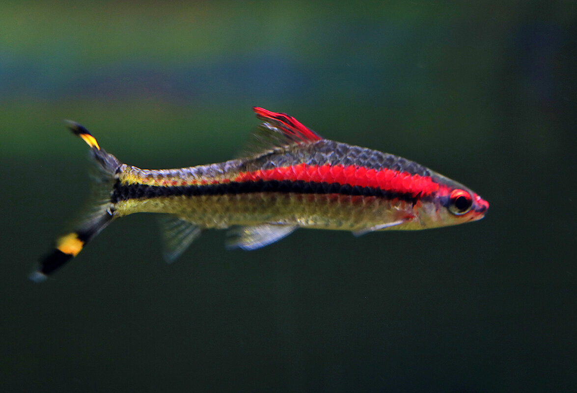 Рыбка-красотка - Светлана Рыбка-красотка - Светлана