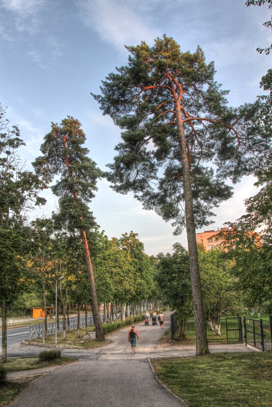 Сосны - Cергей Кочнев Сосны - Cергей Кочнев