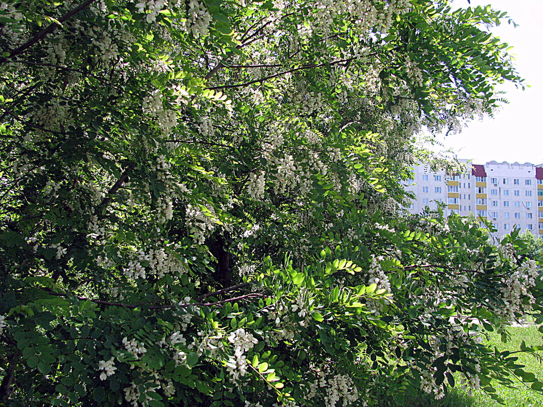 Цвет лета. Акация. - Владимир Драгунский