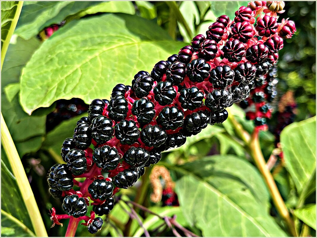 Лаконос. - Валерия Комова Лаконос. - Валерия Комова