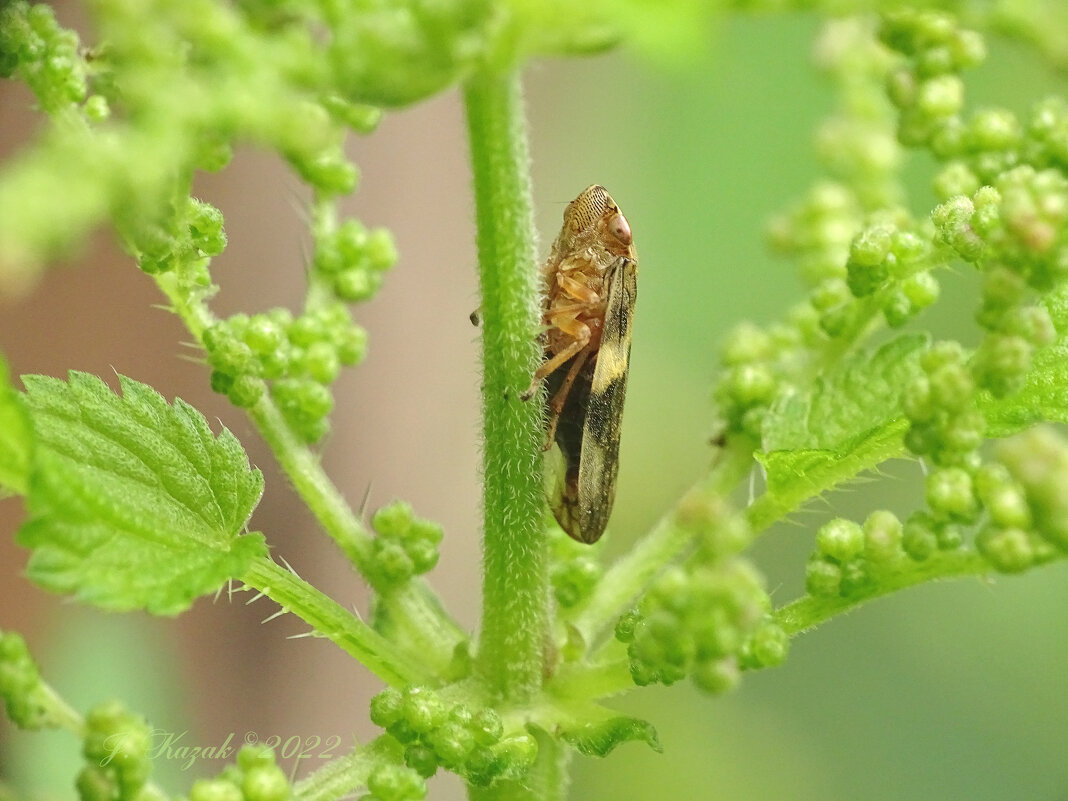 *** - Елена Kазак (selena1965) *** - Елена Kазак (selena1965)