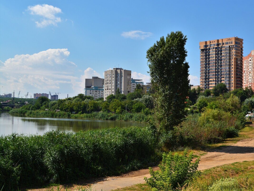 Ростов-на-Дону. Тополь на берегу Верхнего Северного водохранилища. - Пётр Чернега