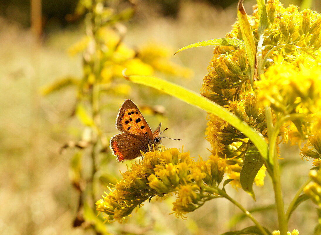 уже сентябрьские бабочки...1 - Александр Прокудин уже сентябрьские бабочки...1 - Александр Прокудин