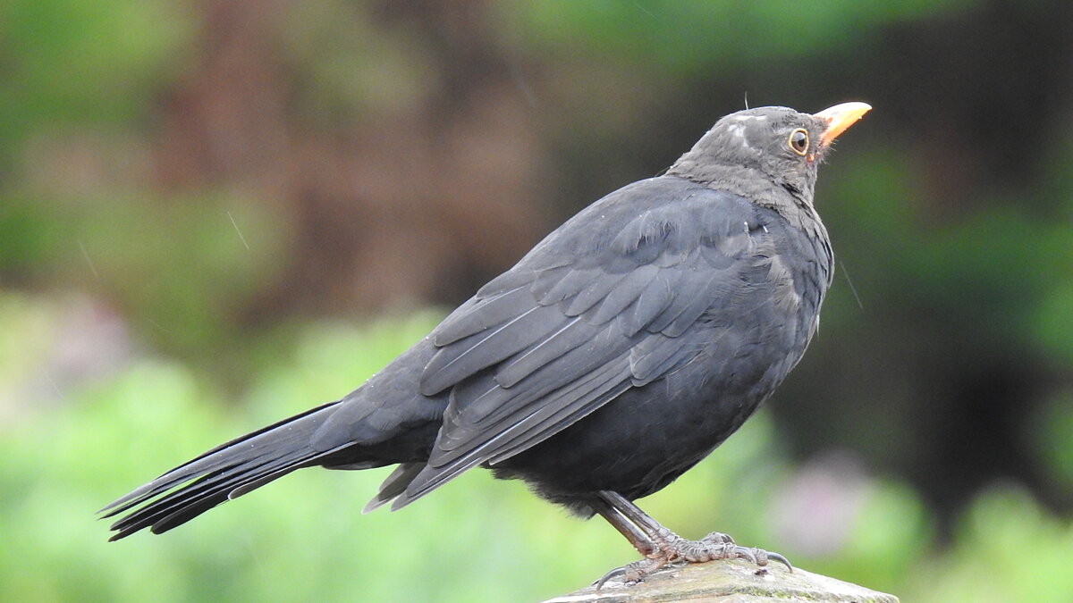 Чёрный дрозд - Natalia Harries Чёрный дрозд - Natalia Harries