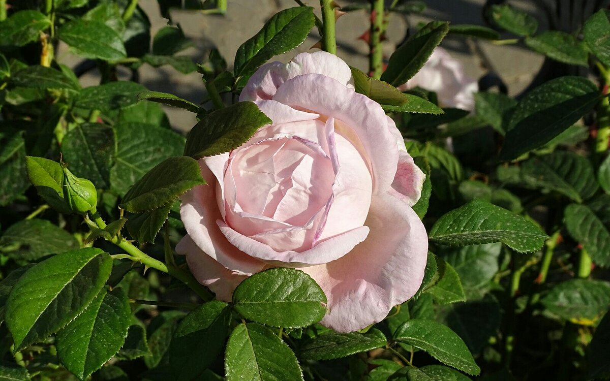 О розах. - Милешкин Владимир Алексеевич О розах. - Милешкин Владимир Алексеевич