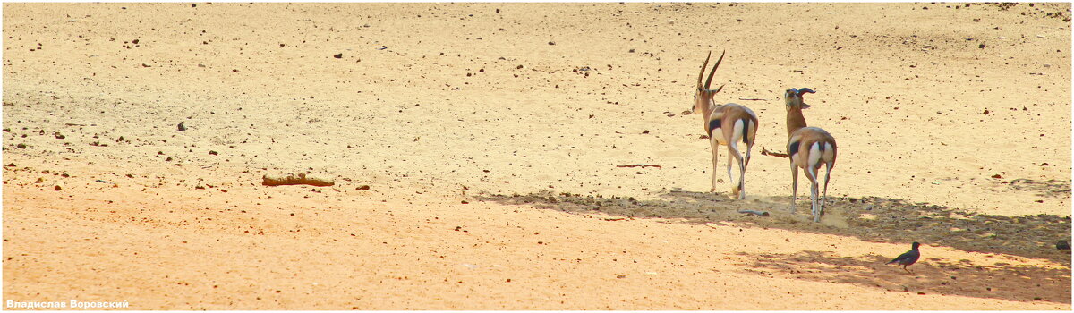 животны - Владислав Воровский 