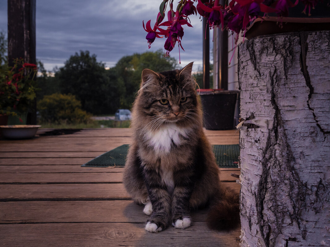 Серьезный взгляд. - Олег Бабурин