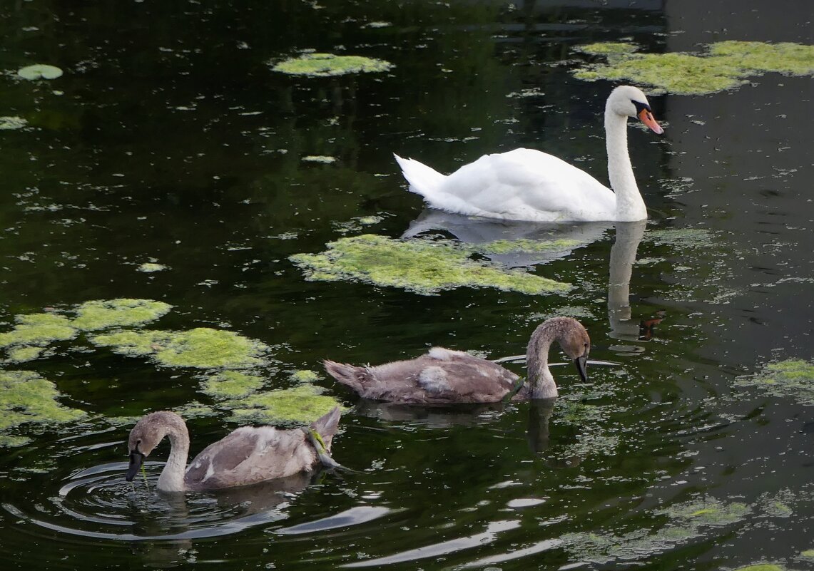 Мама всему научит! - Владимир Манкер