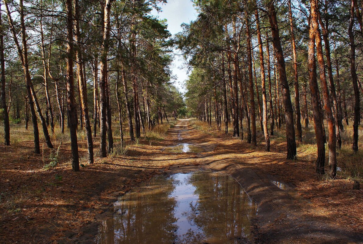 Лесная дорога - Александр Стариков Лесная дорога - Александр Стариков