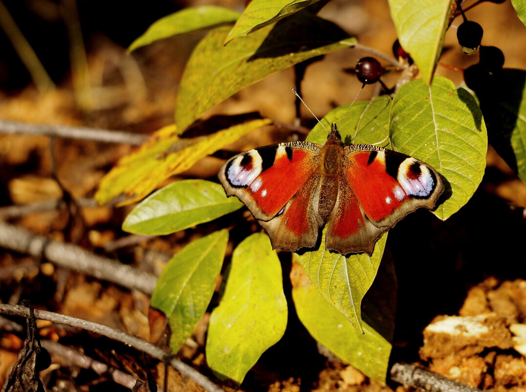 вчера в лесу 2 - Александр Прокудин вчера в лесу 2 - Александр Прокудин