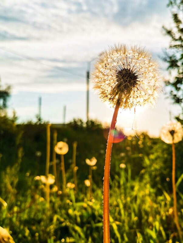 Одуванчик на закате - Евгения Арапова
