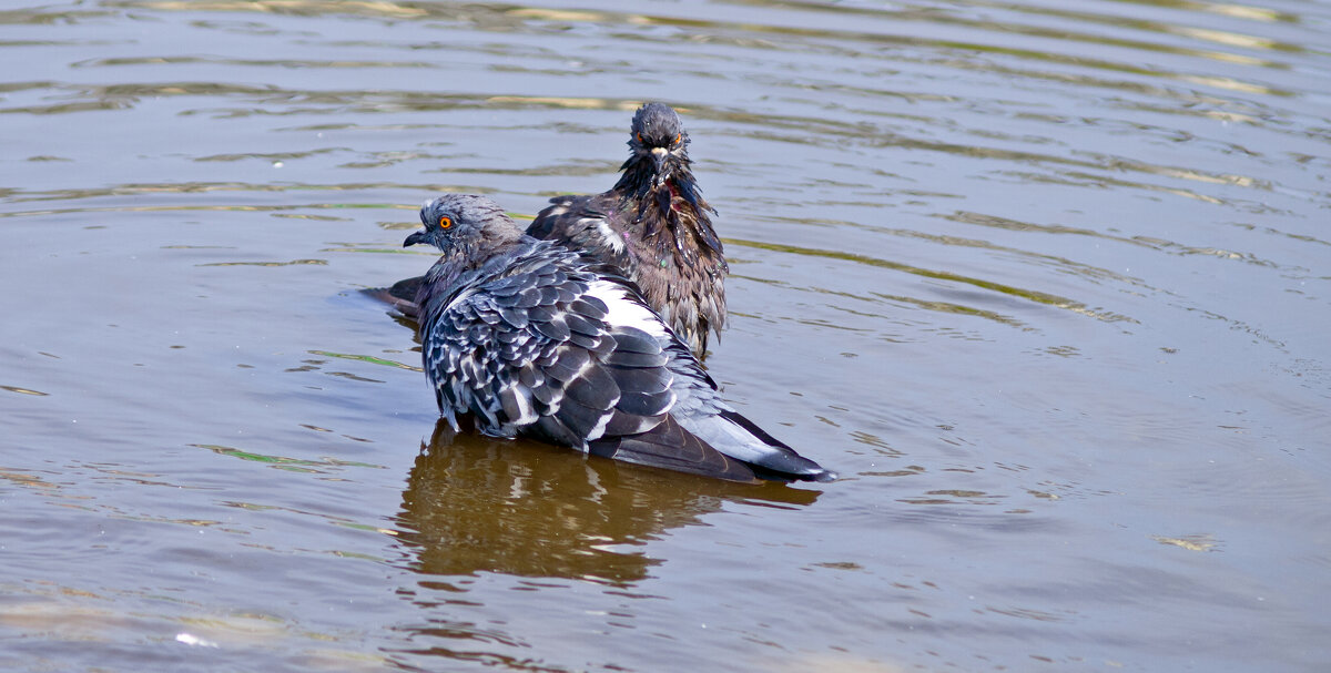 Покупались - Сергей Абашкин Покупались - Сергей Абашкин